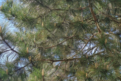 Bor_2_1280x720