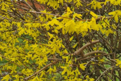 Forzicija_7_1280x577-rotated