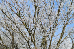 Japanski-javor_9_1280x577