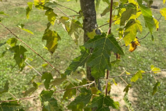 Kineski-javor_1_600x800