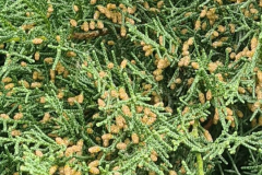 Foja_5_540x1200